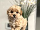 Maltipoo Dizayn Irk Sevimli Yavrular