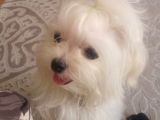 Tüy Yumağımıza Yeni Arkadaş 0 Numara Teacup Maltese