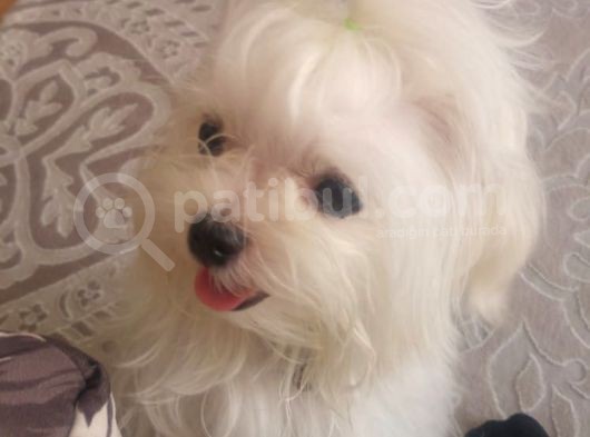Tüy Yumağımıza Yeni Arkadaş 0 Numara Teacup Maltese görsel