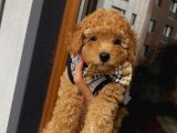 Red Toypoodle Yavrularımız