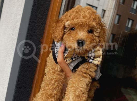 Red Toypoodle Yavrularımız görsel