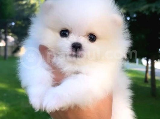 Kusursuz Karbeyaz Pomeranian Boo görsel