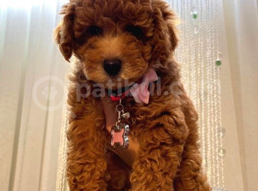 Birbirinden Sevimli Toy Poodle Yavrularımız görsel