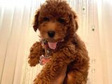 Birbirinden Sevimli Toy Poodle Yavrularımız