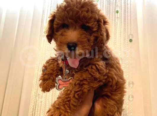 Birbirinden Sevimli Toy Poodle Yavrularımız görsel