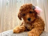 Birbirinden Sevimli Toy Poodle Yavrularımız