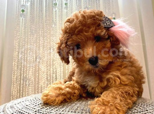 Birbirinden Sevimli Toy Poodle Yavrularımız görsel