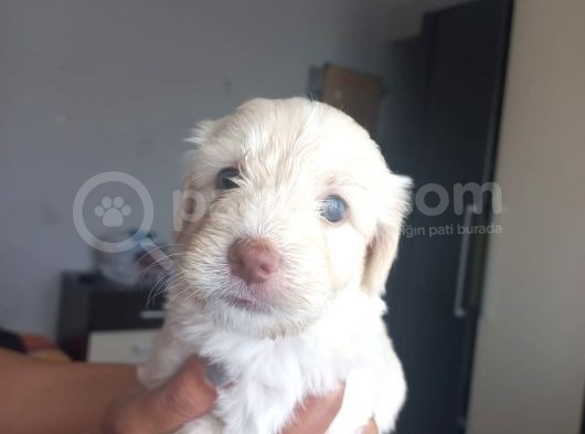 Maltese Terriyer görsel