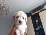 Maltese Terriyer