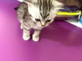 Scottish Fold Silver Tabby