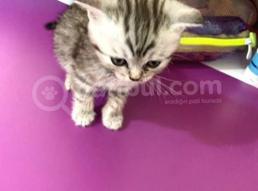 Scottish Fold Silver Tabby görsel