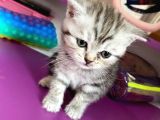 Scottish Fold Silver Tabby