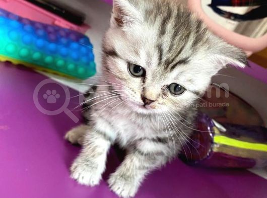 Scottish Fold Silver Tabby görsel