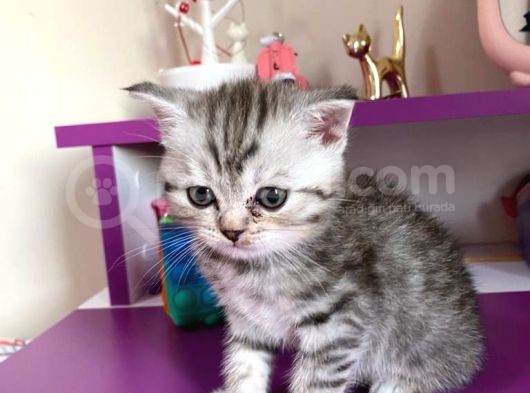 Scottish Fold Silver Tabby görsel