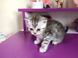 Scottish Fold Silver Tabby