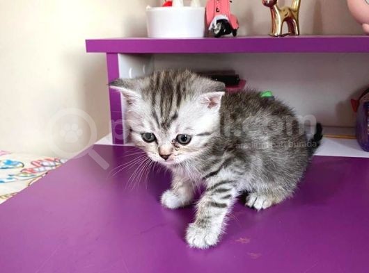 Scottish Fold Silver Tabby görsel
