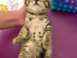 Scottish Fold Silver Tabby