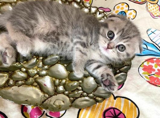 Scottish Fold Lilac Tabby Ve Silver Tabby görsel