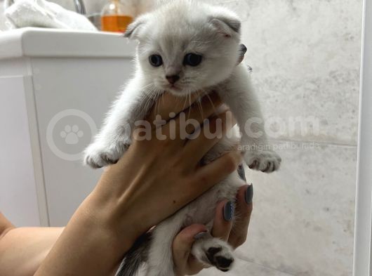 Tatlı Yavrular 