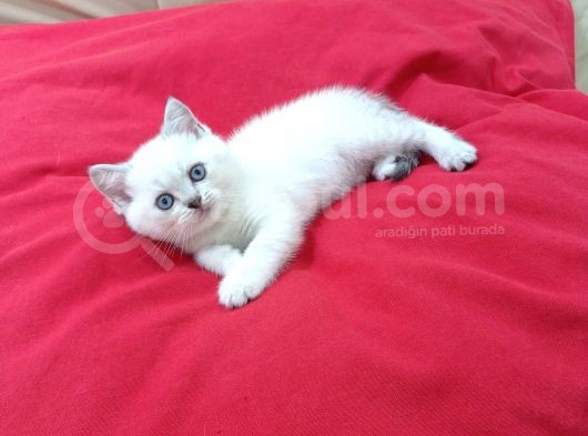 A Kali̇te Scotti̇sh Fold Yavrularim görsel
