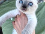 Bri̇ti̇sh Shorthai̇r Blue Poi̇nt Yavrular