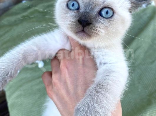 Bri̇ti̇sh Shorthai̇r Blue Poi̇nt Yavrular görsel