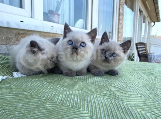 Safkan Bri̇ti̇sh Shorthai̇r Blue Poi̇nt Yavrular görsel