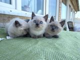 Bri̇ti̇sh Shorthai̇r Blue Poi̇nt Yavrular