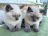 Bri̇ti̇sh Shorthai̇r Blue Poi̇nt Yavrular