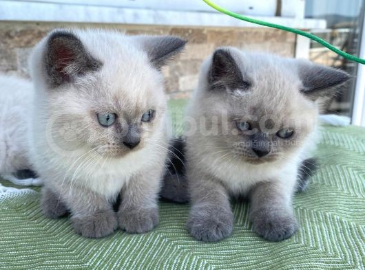 Bri̇ti̇sh Shorthai̇r Blue Poi̇nt Yavrular görsel