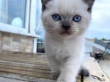 Bri̇ti̇sh Shorthai̇r Blue Poi̇nt Yavrular