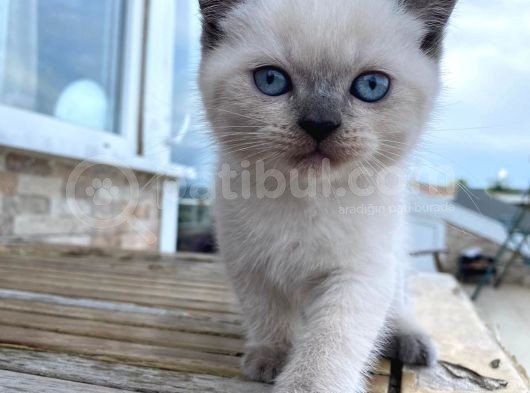 Bri̇ti̇sh Shorthai̇r Blue Poi̇nt Yavrular görsel