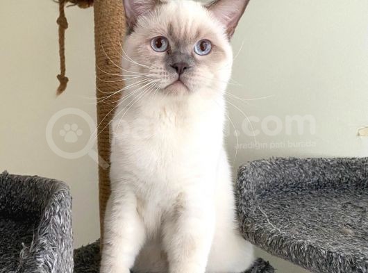 Lilac Point Oğlan Full Üretim Şecereli görsel