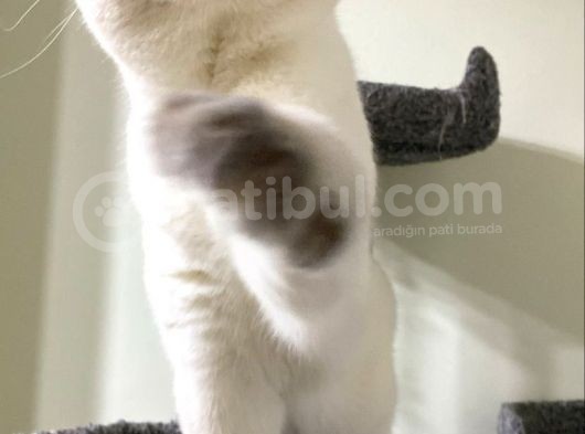 Lilac Point Oğlan Full Üretim Şecereli görsel