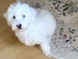 5 Aylık Tüm Aşıları Tam,Uysal Tüy Dökmeyen Maltipoo