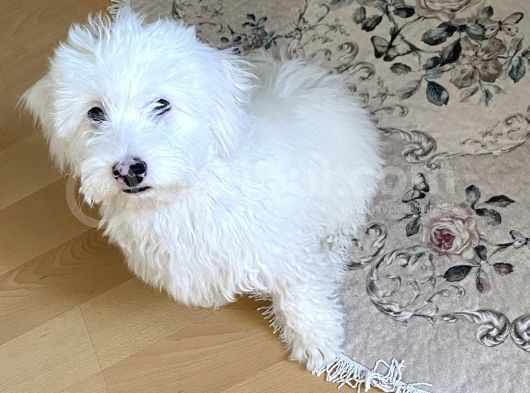 5 Aylık Tüm Aşıları Tam,Uysal Tüy Dökmeyen Maltipoo görsel