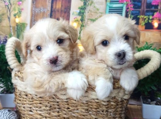 A Kali̇te Malti̇poo Yavrularimiz görsel