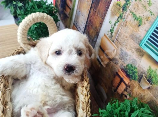 Muhteşem Güzelli̇kte  Beyaz Malti̇poo Yavrumuz görsel