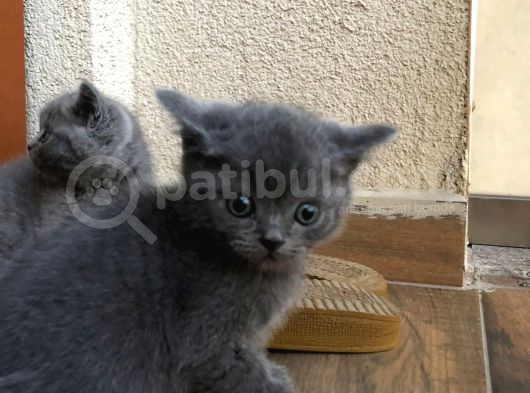 British Ve Scottish 2 Aylık Yavrular görsel