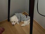 5 Aylık Tüm Aşıları Tam,Uysal Tüy Dökmeyen Maltipoo