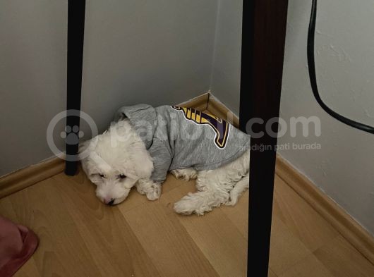 5 Aylık Tüm Aşıları Tam,Uysal Tüy Dökmeyen Maltipoo görsel