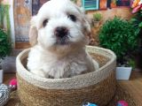 Muhteşem Güzelli̇kte  Beyaz Malti̇poo Yavrumuz