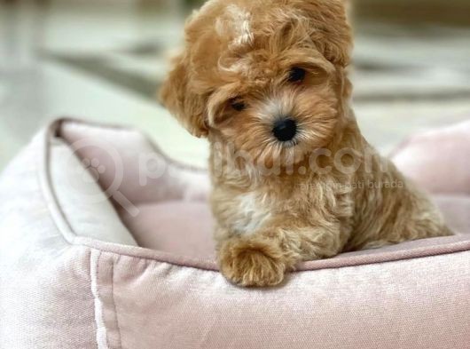 Di̇si̇ Erkek İrki̇ni̇n En İyi̇ Malti̇poo Yavrulariı görsel