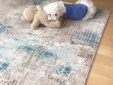 5 Aylık Tüm Aşıları Tam,Uysal Tüy Dökmeyen Maltipoo