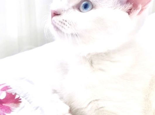 British Shorthair Kedi görsel