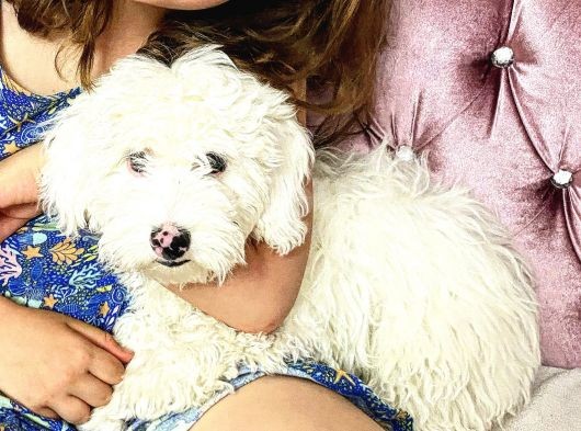5 Aylık Tüm Aşıları Tam,Uysal Tüy Dökmeyen Maltipoo
