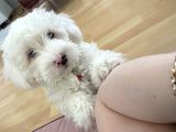 5 Aylık Tüm Aşıları Tam,Uysal Tüy Dökmeyen Maltipoo