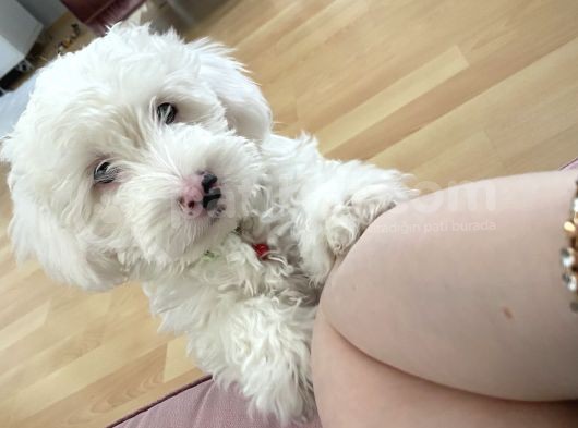 5 Aylık Tüm Aşıları Tam,Uysal Tüy Dökmeyen Maltipoo görsel