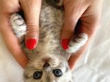 Safkan British Shorthair