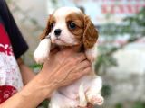 Cavalier King Charles Yavru Köpek (Sdk)